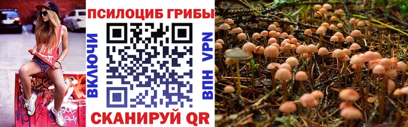 Псилоцибиновые грибы Cubensis  даркнет сайт  Няндома 